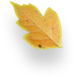 Autumn Leaf