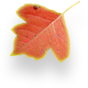 Autumn Leaf